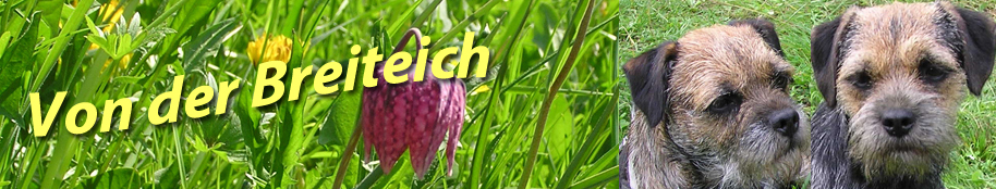 Border Terrier von der Breiteich Header von der Breiteich